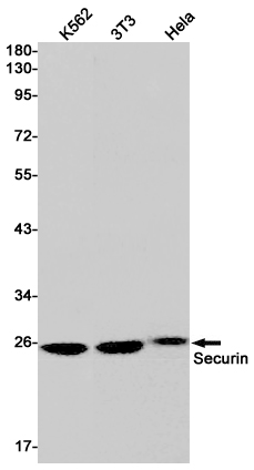 Western blot detection of Securin in K562,3T3,Hela cell lysates using Securin Rabbit pAb(1:1000 diluted).Predicted band size:22kDa.Observed band size:25kDa.