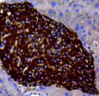 Fig4: Immunohistochemical analysis of paraffin-embedded mouse pancreas tissue using anti-chromogranin A antibody. Counter stained with hematoxylin.