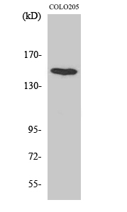 Fig1:; Western Blot analysis of various cells using MINK1 Polyclonal Antibody diluted at 1: 1000