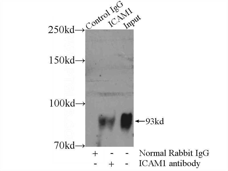 IP Result of anti-ICAM-1 (IP:Catalog No:111587, 4ug; Detection:Catalog No:111587 1:1000) with Raji cells lysate 1320ug.