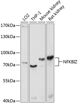 Western blot - NFKBIZ Polyclonal Antibody 