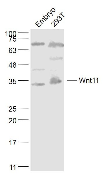 Fig2: Sample:; Embryo (Mouse) Lysate at 40 ug; 293T(Human) Cell Lysate at 30 ug; Primary: Anti- Wnt11 at 1/1000 dilution; Secondary: IRDye800CW Goat Anti-Rabbit IgG at 1/20000 dilution; Predicted band size: 36 kD; Observed band size: 35 kD