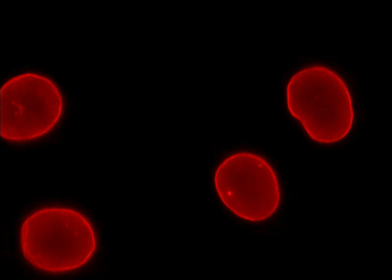 Immunofluorescent analysis of HepG2 cells, using LMNB1 antibody Catalog No:117329 at 1:50 dilution and Rhodamine-labeled goat anti-rabbit IgG (red).
