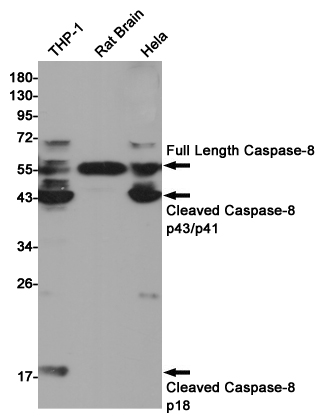 Western blot detection of Caspase-8 in THP-1,Rat Brain,Hela cell lysates using Caspase-8 (4C2) Mouse mAb(1:1000 diluted).Predicted band size:43,57KDa.Observed band size:54/43/18KDa.