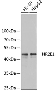 Western blot - NR2E1 Polyclonal Antibody 