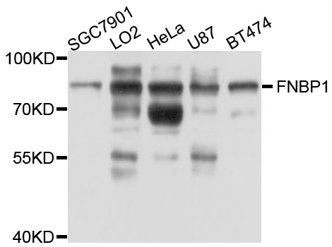 Western blot - FNBP1 Polyclonal Antibody 