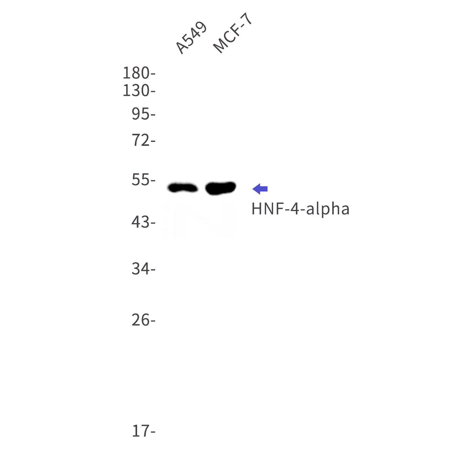 Western blot detection of HNF-4-alpha in A549,MCF-7 cell lysates using HNF-4-alpha Rabbit mAb(1:1000 diluted).Predicted band size:53kDa.Observed band size:53kDa.
