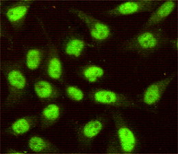 Immunocytochemistry of HeLa cells using SIRT1 mouse mAb (dilution 1:100).