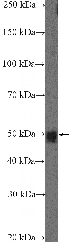 MCF-7 cells were subjected to SDS PAGE followed by western blot with Catalog No:115337(SLC25A46 Antibody) at dilution of 1:600