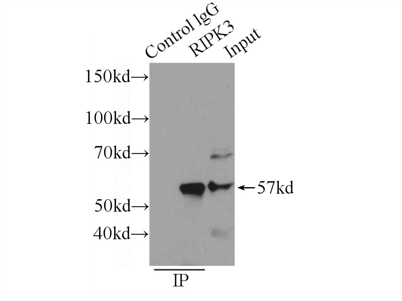 IP Result of anti-RIPK3 (IP:Catalog No:114714, 3ug; Detection:Catalog No:114714 1:300) with SW 1990 cells lysate 3000ug.