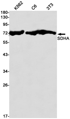 Western blot detection of SDHA in K562,C6,3T3 cell lysates using SDHA Rabbit pAb(1:1000 diluted).Predicted band size:73kDa.Observed band size:73kDa.