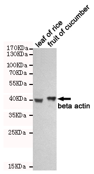 Western blot detection of beta actin in leaf of rice and fruit of cucumber cell lysates using beta actin mouse mAb (1:1000 diluted).Predicted band size:45KDa.Observed band size:45KDa.