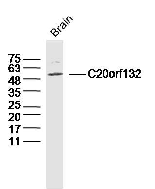 Fig1: Sample:Brain (Mouse) Lysate at 40 ug; Primary: Anti-C20orf132 at 1/300 dilution; Secondary: IRDye800CW Goat Anti-Rabbit IgG at 1/20000 dilution; Predicted band size: 55kD; Observed band size: 55kD