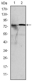 Western blot analysis using KID mouse mAb against MCF-7 (1) and Hela (2) cell lysate.