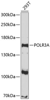 Western blot - POLR3A Polyclonal Antibody 