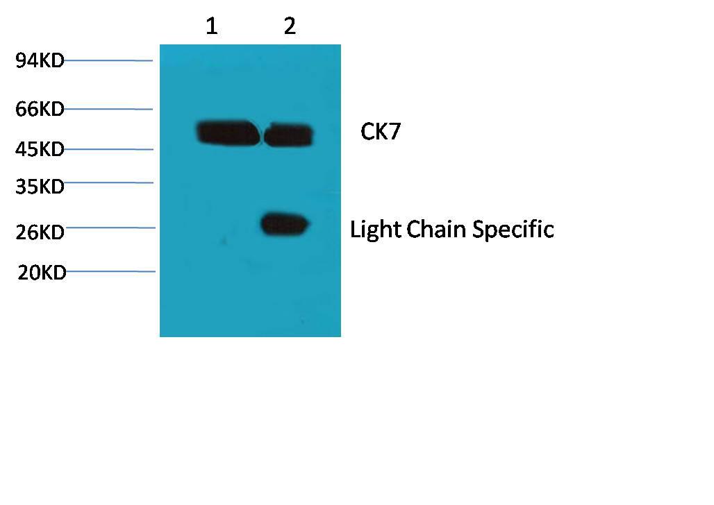 1) Input: Hela Cell Lysate 2) IP product: IP dilute 1:200