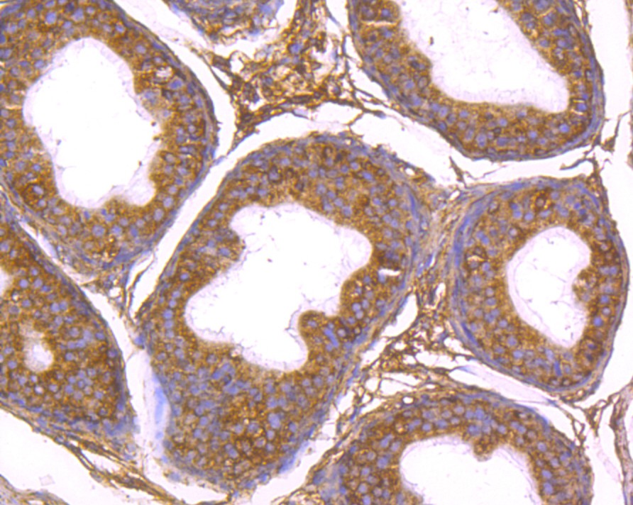 Fig3: Immunohistochemical analysis of paraffin-embedded rat epididymis tissue using anti-Gp83 antibody. Counter stained with hematoxylin.
