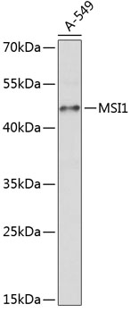 Western blot - MSI1 Polyclonal Antibody 