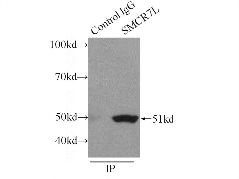 IP Result of anti-SMCR7L (IP:Catalog No:115387, 3ug; Detection:Catalog No:115387 1:1000) with RAW 264.7 cells lysate 2400ug.