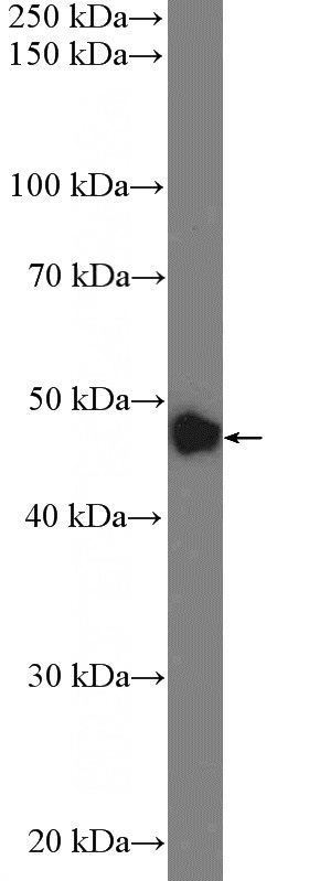 MCF-7 cells were subjected to SDS PAGE followed by western blot with Catalog No:117006(ZNF572 Antibody) at dilution of 1:1000