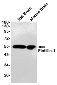 Western blot detection of Flotillin-1 in Rat Brain,Mouse Brain cell lysates using Flotillin-1 (6H9) Mouse mAb(1:1000 diluted).Predicted band size:49KDa.Observed band size:49KDa.