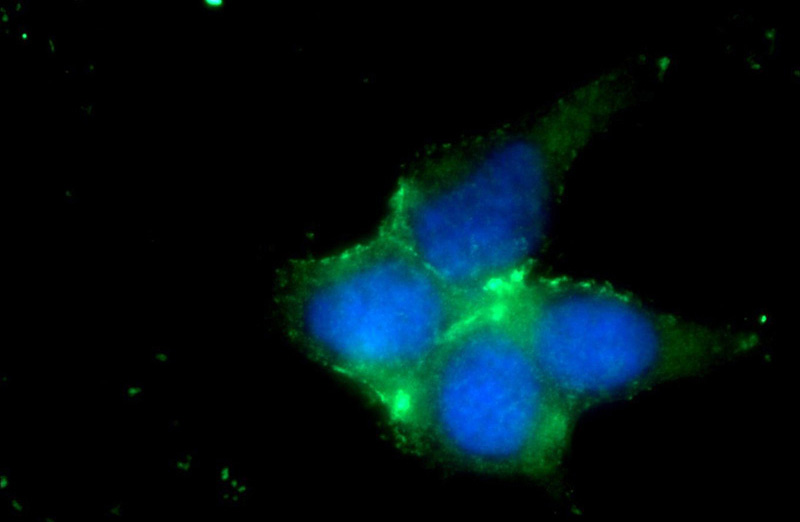 Immunofluorescent analysis of HEK-293 cells using Catalog No:113628(PD-L1/CD274 Antibody) at dilution of 1:25 and Alexa Fluor 488-congugated AffiniPure Goat Anti-Rabbit IgG(H+L)