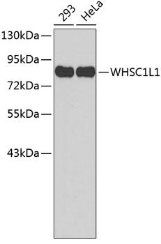 Western blot - WHSC1L1 Polyclonal Antibody 