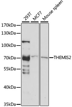 Western blot - THEMIS2 Polyclonal Antibody 