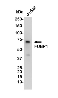 Western blot detection of FUBP1 in Jurkat cell lysates using FUBP1 Rabbit pAb(1:1000 diluted).Predicted band size:68KDa.Observed band size:74KDa.