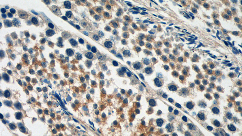 Immunohistochemistry of paraffin-embedded mouse testis tissue slide using Catalog No:110091(DNAJB13 Antibody) at dilution of 1:50 (under 40x lens)