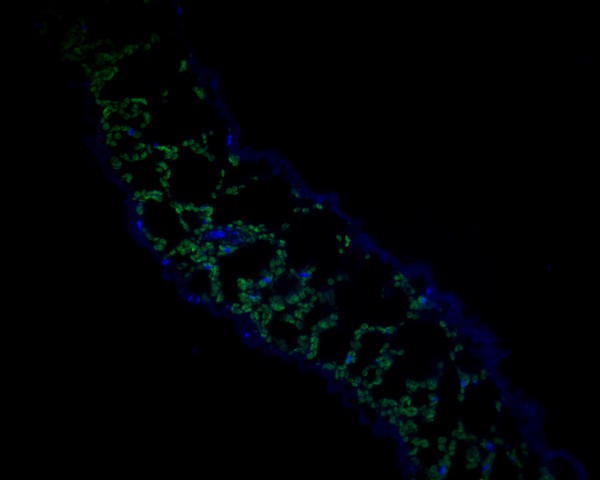 Fig1:; Immunofluorescence staining of paraffin- embedded A. thaliana using anti-AtGLP7 rabbit polyclonal antibody.The section was pre-treated using heat mediated antigen retrieval with Tris-EDTA buffer (pH 9.0) for 20 minutes.(sodium citrate buffer (pH6) for 20 mins.) The tissues were blocked in 10% negative goat serum for 1 hour at room temperature, washed with PBS, and then probed with 175776# at 1/50 dilution for 10 hours at 4℃ and detected using Alexa Fluor® 488 conjugate-Goat anti-Rabbit IgG (H+L) Secondary Antibody at a dilution of 1:500 for 1 hour at room temperature.