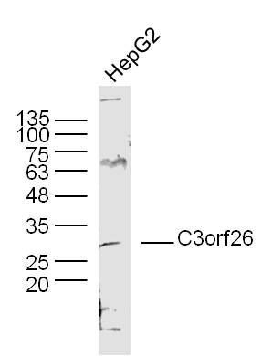 Fig1: Sample:; HepG2 Cell (Human) Lysate at 30 ug; Primary: Anti- C3orf26 at 1/300 dilution; Secondary: IRDye800CW Goat Anti-Rabbit IgG at 1/20000 dilution; Predicted band size: 32 kD; Observed band size: 32 kD