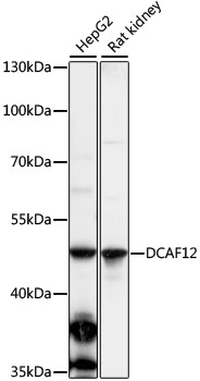 Western blot - DCAF12 Polyclonal Antibody 