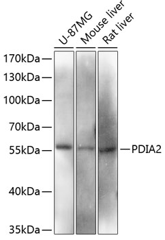 Western blot - PDIA2 Polyclonal Antibody 