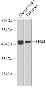 Western blot - LHX4 Polyclonal Antibody 