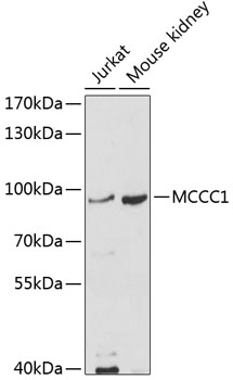 Western blot - MCCC1 Polyclonal Antibody 