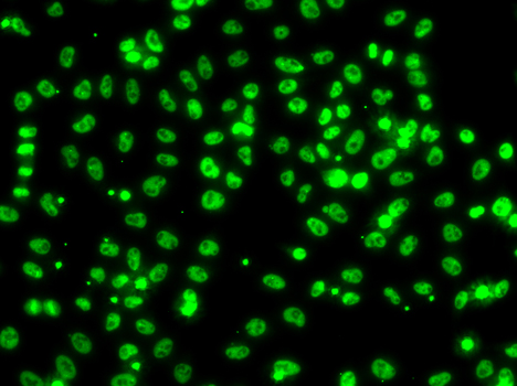 Immunofluorescence - CSRNP1 Polyclonal Antibody 