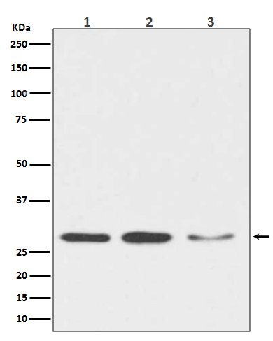 Western blot analysis of DDIT3 expression in (1) HeLa cell lysate; (2) NIH/3T3 cell lysate; (3) C6 cell lysate.
