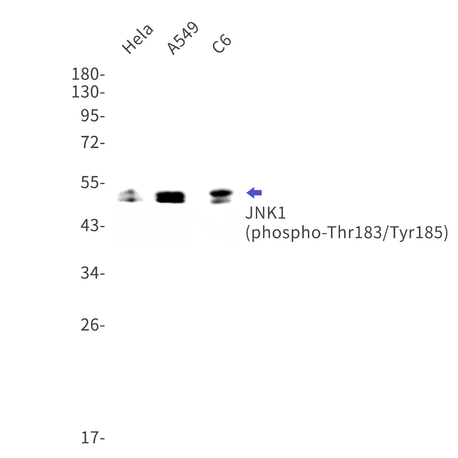 Western blot detection of phospho-JNK1 (Thr183/Tyr185) in Hela,A549,C6 cell lysates using phospho-JNK1 (Thr183/Tyr185) Rabbit mAb(1:1000 diluted).Predicted band size:48,53kDa.Observed band size:46,54kDa.