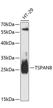 Western blot - TSPAN8 Polyclonal Antibody 