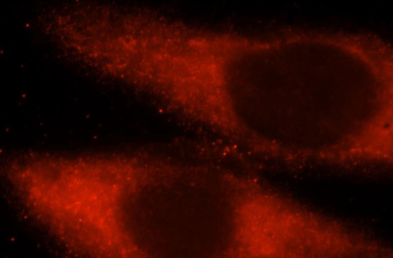 Immunofluorescent analysis of Hela cells, using UBE2L6 antibody Catalog No:116531 at 1:25 dilution and Rhodamine-labeled goat anti-rabbit IgG (red).