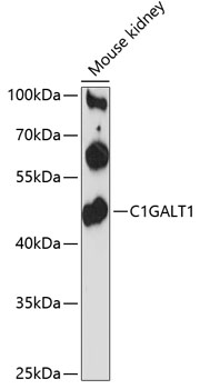 Western blot - C1GALT1 Polyclonal Antibody 