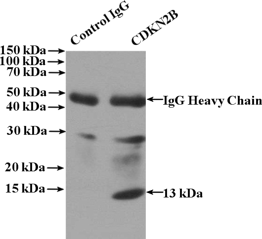 IP Result of anti-CDKN2B (IP:Catalog No:113535, 4ug; Detection:Catalog No:113535 1:600) with HEK-293 cells lysate 2800ug.