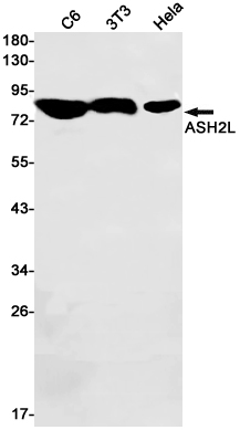 Western blot detection of ASH2L in C6,3T3,Hela cell lysates using ASH2L Rabbit pAb(1:1000 diluted).Predicted band size:69kDa.Observed band size:80kDa.