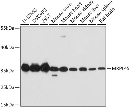 Western blot - MRPL45 Polyclonal Antibody 