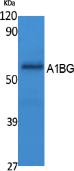 Western Blot analysis of extracts from K562 cells, using A1BG Polyclonal Antibody. Secondary antibody was diluted at 1:20000