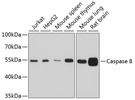 Western blot - Caspase 8 Polyclonal Antibody 