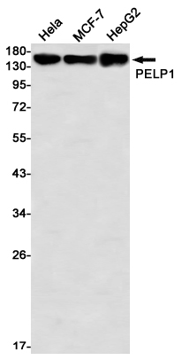 Western blot detection of PELP1 in Hela,MCF-7,HepG2 using PELP1 Rabbit mAb(1:1000 diluted)