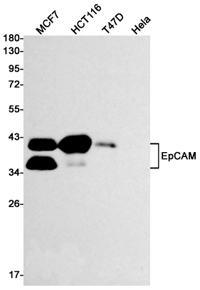 Western blot detection of EpCAM in MCF7,HCT116,T47D,Hela cell lysates using EpCAM Rabbit mAb(1:1000 diluted).Predicted band size:35kDa.Observed band size:40kDa.