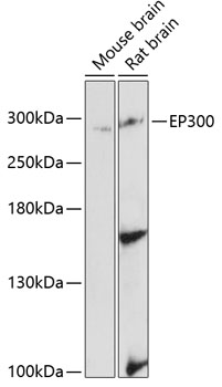 Western blot - EP300 Polyclonal Antibody 